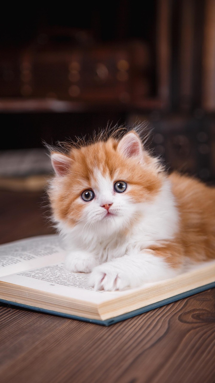 /Upload/Product/0f6f230f900a4616beaed605e1356c45.jpg?width=272&height=203&bgcolor=fff